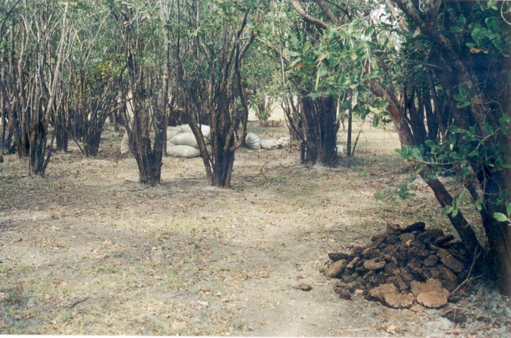 Étude d’impact environnemental et social et schéma d’aménagement d’un projet de plantation d’anacardiers sur 8 000 ha