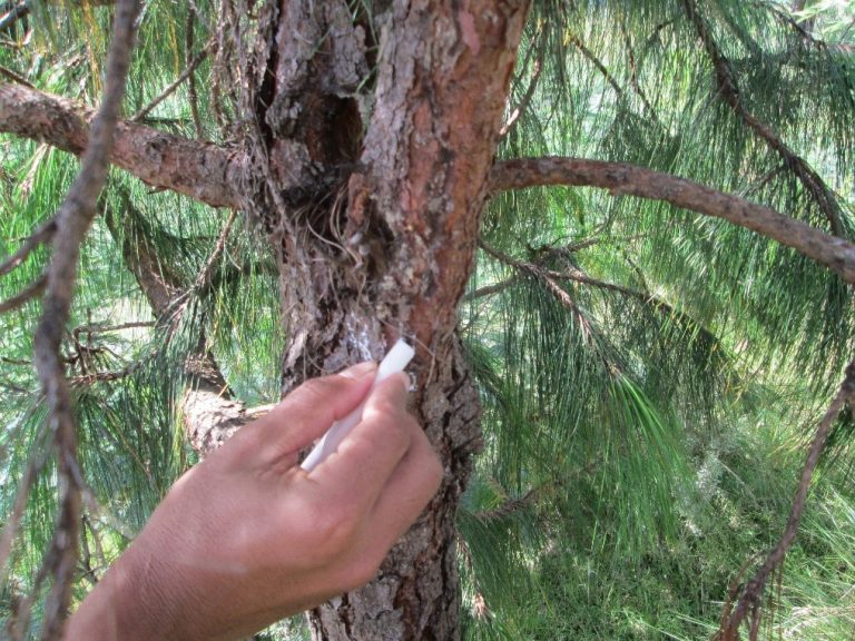 Évaluation du potentiel de production en bois énergie dans le bassin d’approvisionnement d’Antananarivo
