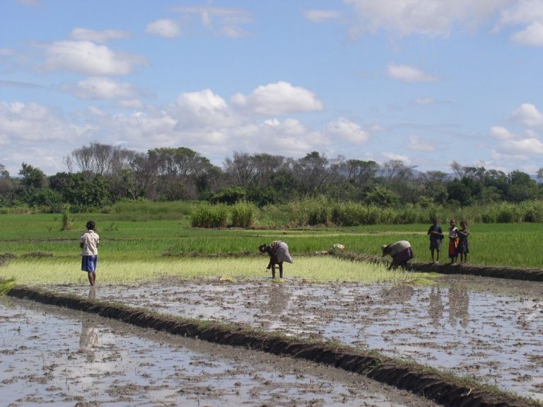 Établissement de la situation de référence du programme « Bassins Versants et Périmètres irrigués » (BVPI) à Madagascar.