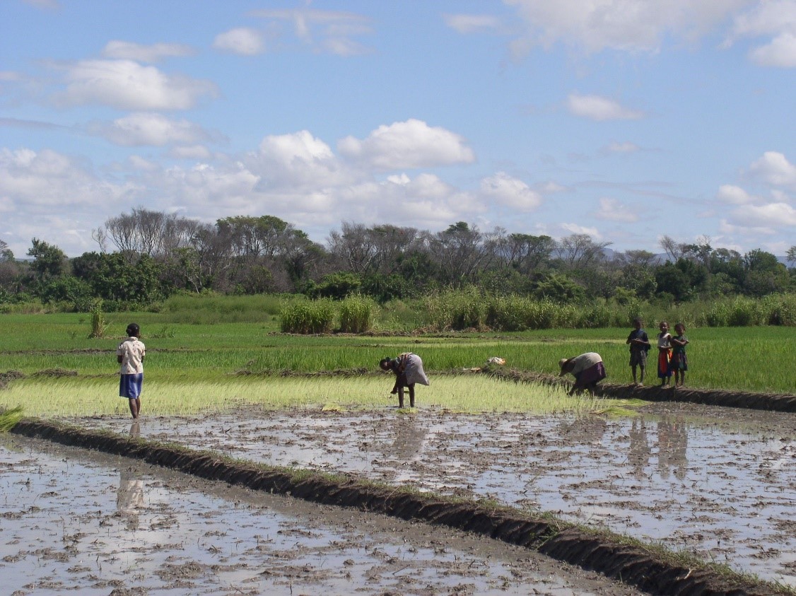 Établissement de la situation de référence du programme « Bassins Versants et Périmètres irrigués » (BVPI) à Madagascar.