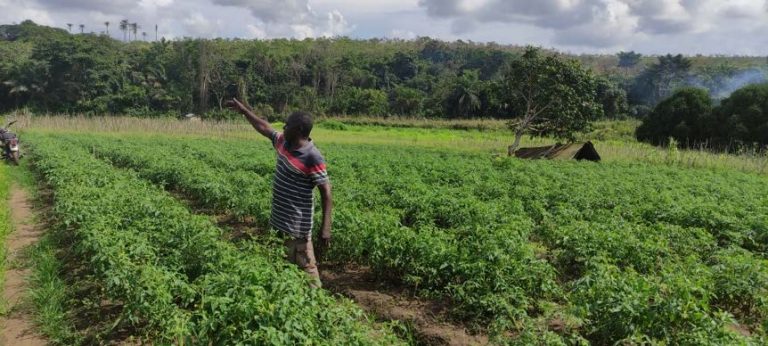 Étude d’impact du Projet de développement de l’agriculture commerciale :